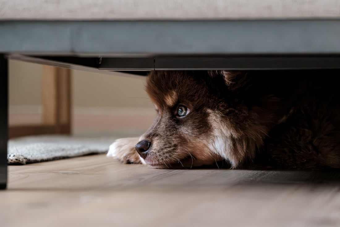 Mon chien est anxieux : 5 solutions efficaces