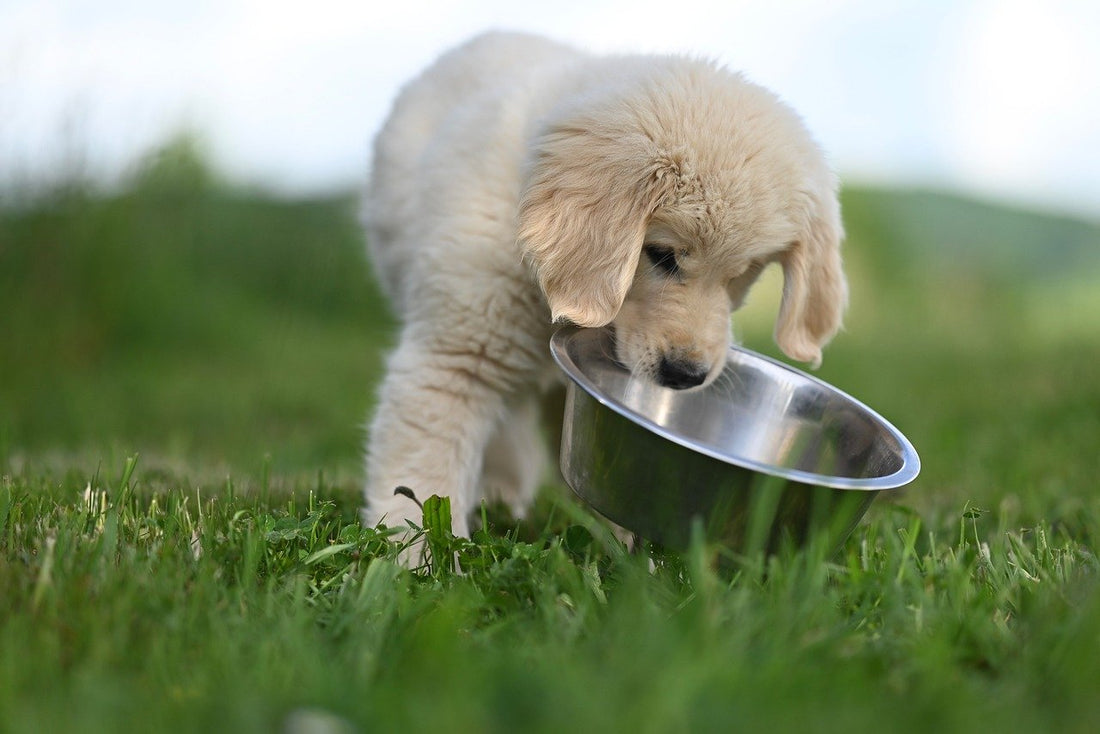 Quelle gamelle choisir pour son chien ? Nos conseils selon sa taille, son âge et ses besoins