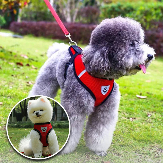 Accessoires tendances pour chiens