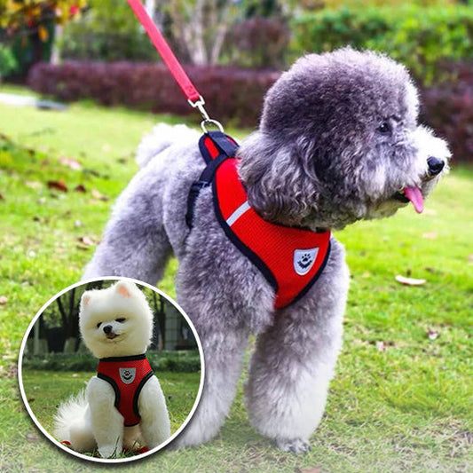 Accessoires tendances pour chiens