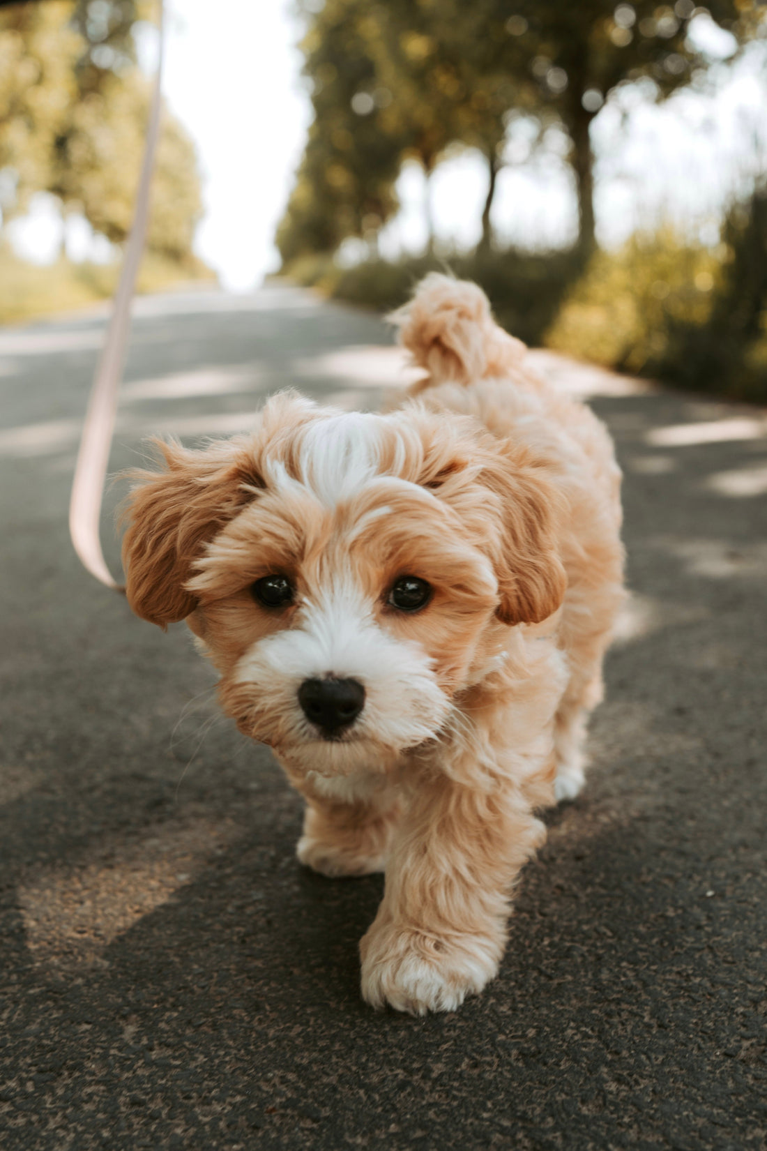 Les meilleures laisses pour chiens qui tirent