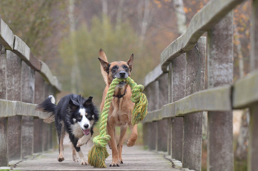 Comment occuper son chien?