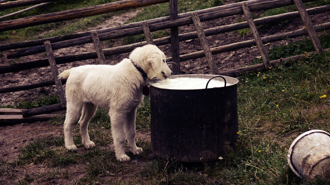 Comment choisir une gamelle pour chien?