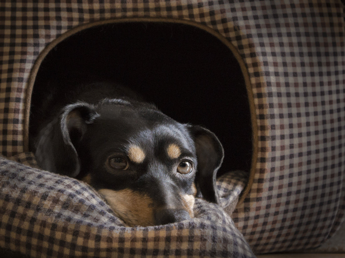 Niche d'intérieur pour chien