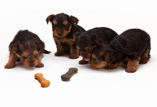 Quel aliment est toxique pour un chien ?