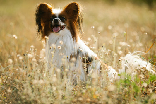 Le chien Papillon : Un petit chien au charme envoûtant