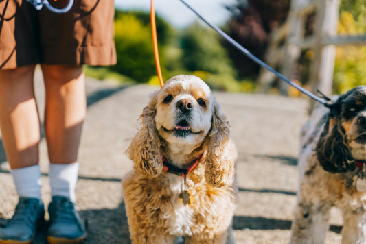 5 astuces pour un chien zen et épanoui