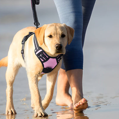 chien assis avec un harnais pour chien