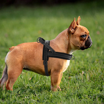 Harnais chien | ErgoCanin™