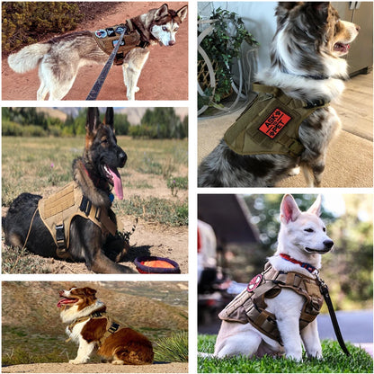 Harnais Gros chien | TitonHarness™