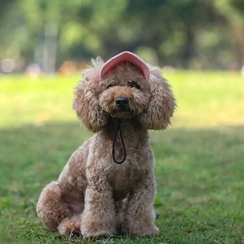 Casquette chien | StreetWoof™