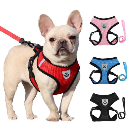 bouldogue francais avec harnais 