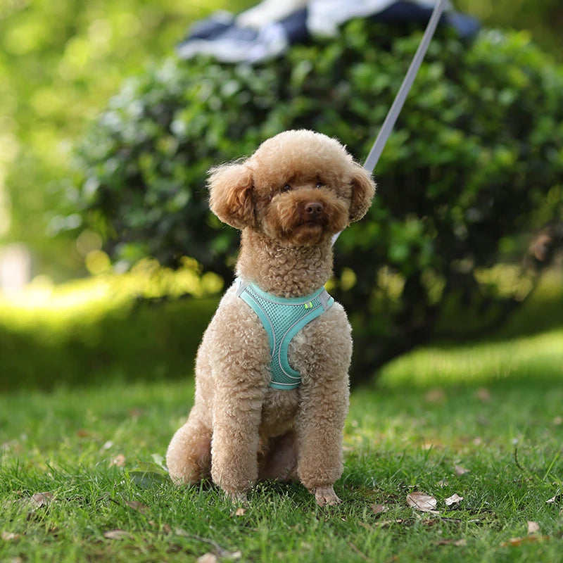 Harnais petit chien| ReflectoFit™