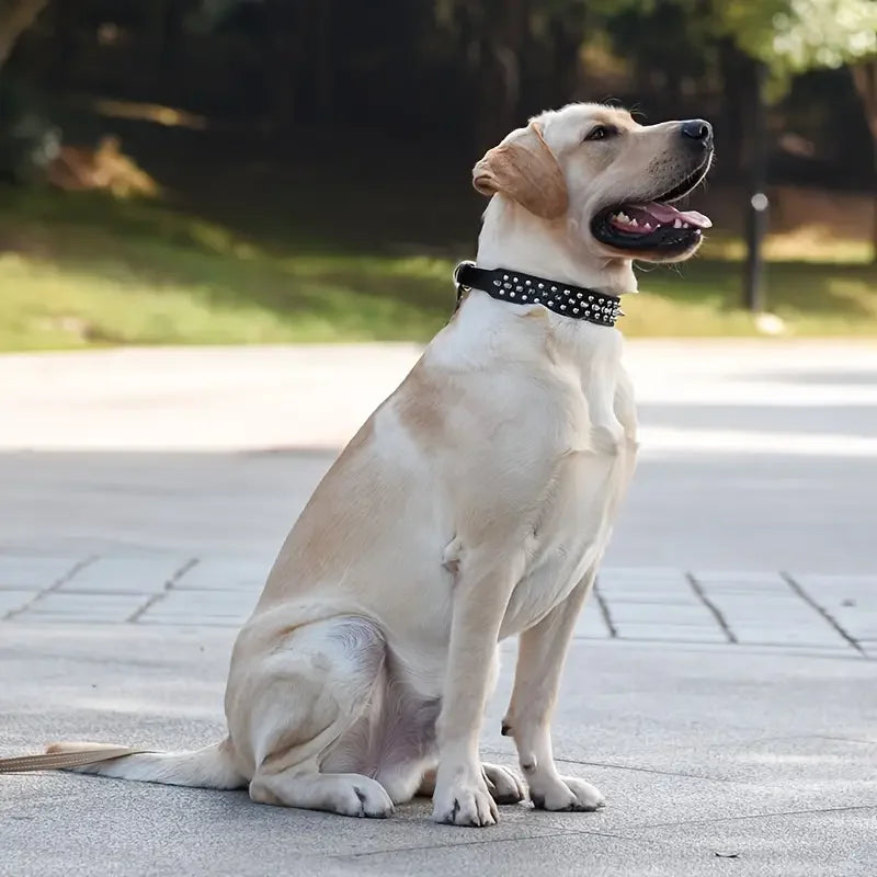 Collier pour chien | IronFangg™
