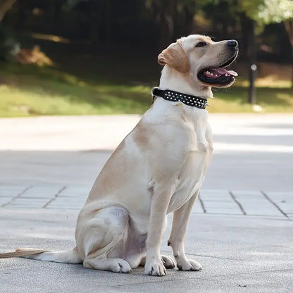 Collier pour chien | IronFangg™
