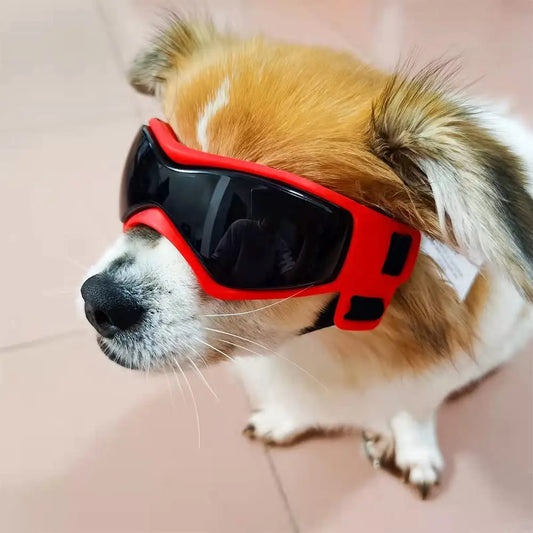 Lunette pour chien moto | PupRider™