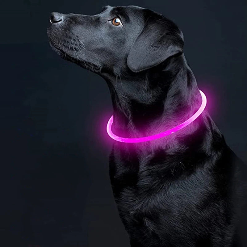 Collier lumineux chien | NightShine™