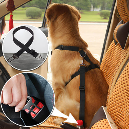 grand chien avec une ceinture de securite pour chien