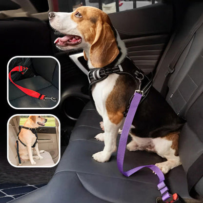 chien avec ceinture de securite rouge