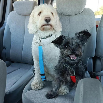 petit et moyen chien attache avec une ceinture de securite pour chien