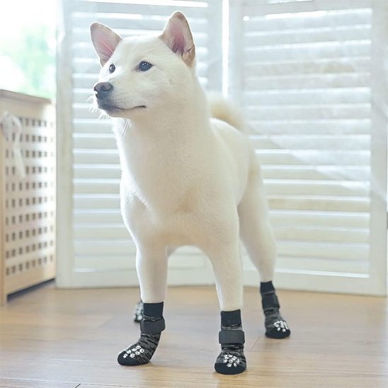 Chaussettes pour chien