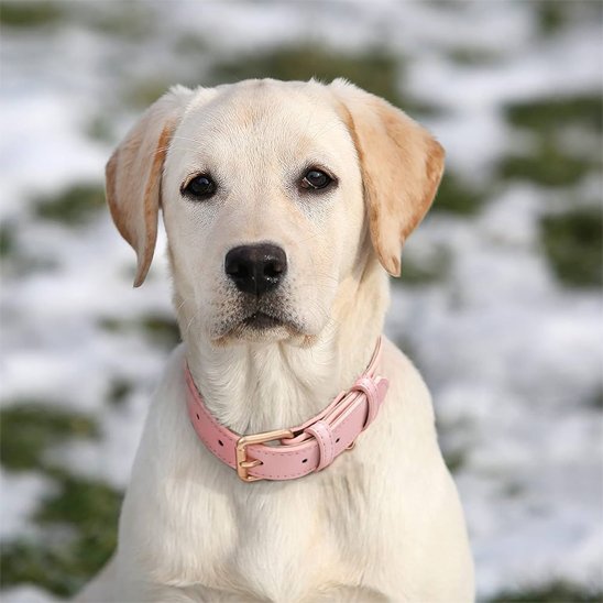 Collier chien