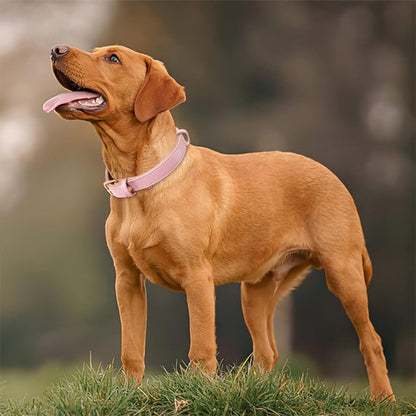Collier chien