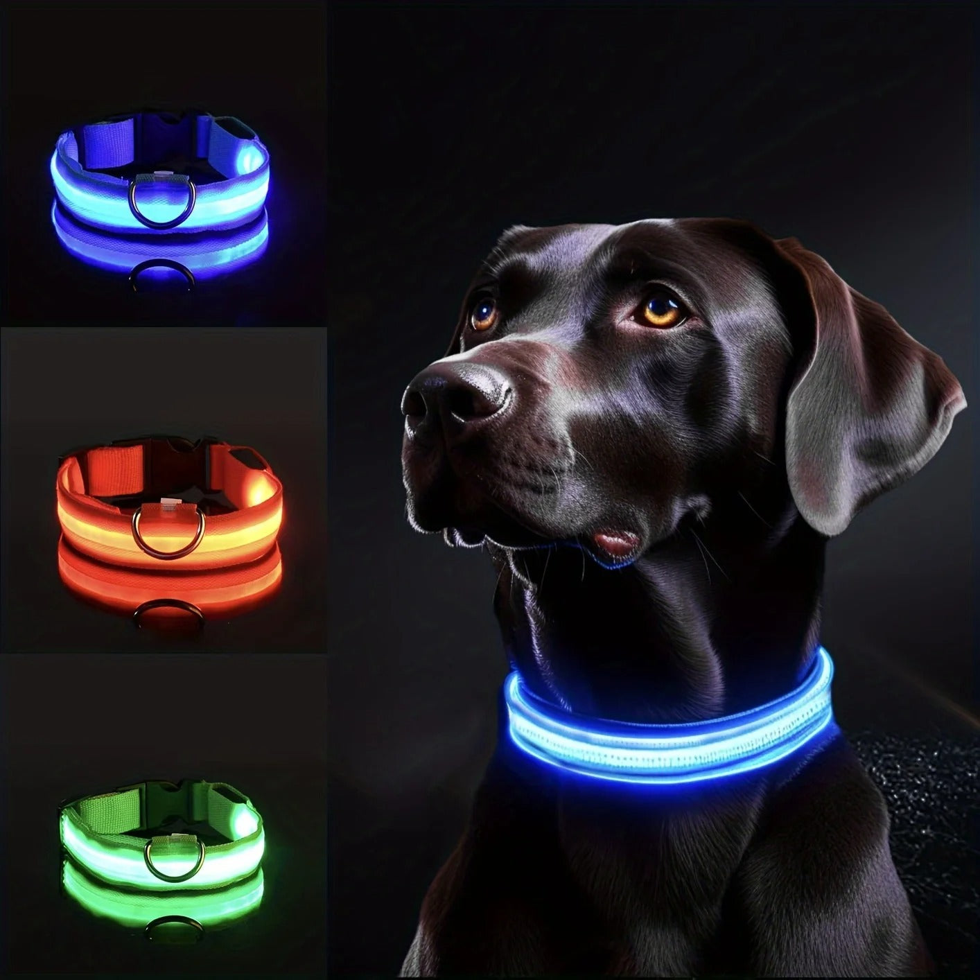 Collier lumineux pour chien | ShinePaw™