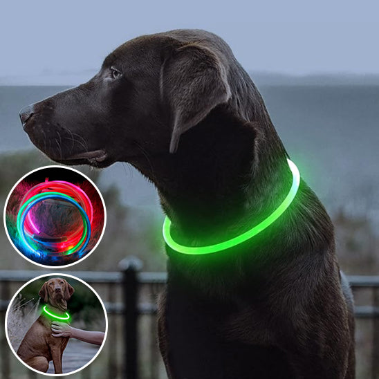 Collier lumineux chien | NightShine™