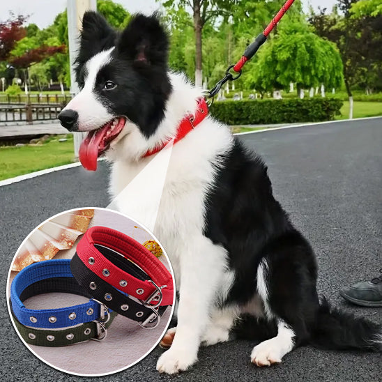 collier-pour-chien-rouge