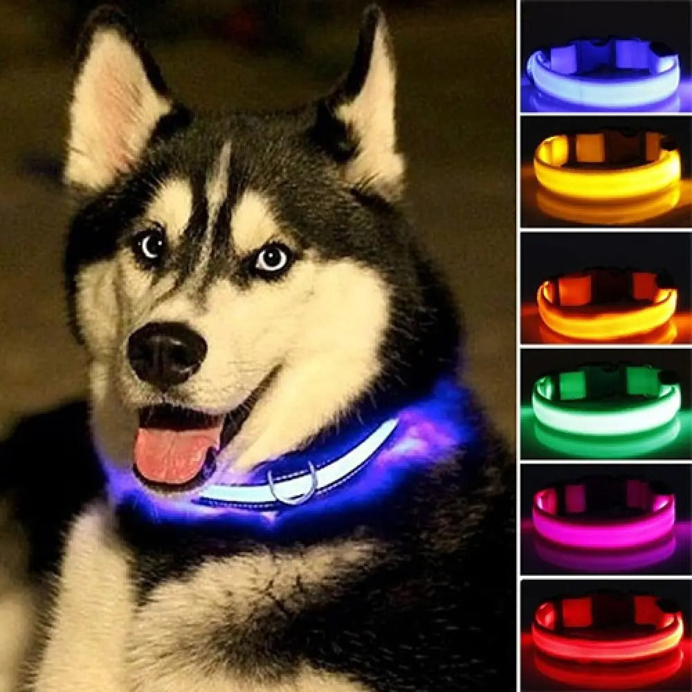 Collier lumineux pour chien | ShinePaw™