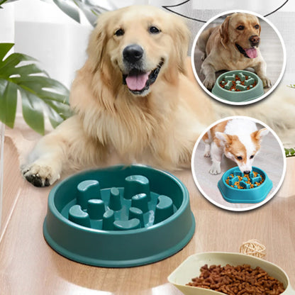 différents chiens avec des gamelles anti glouton vert