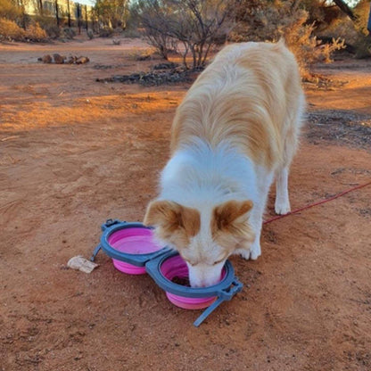 chien en train de boire dans une gamelle pliable rose