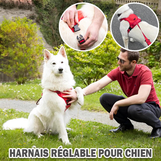 Harnais laisse chien | QuickLeash™