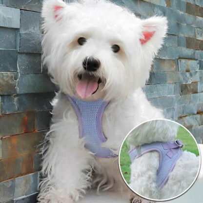 bichon avec un harnais
