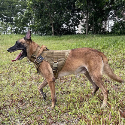 harnais style militaire sur un grand chien