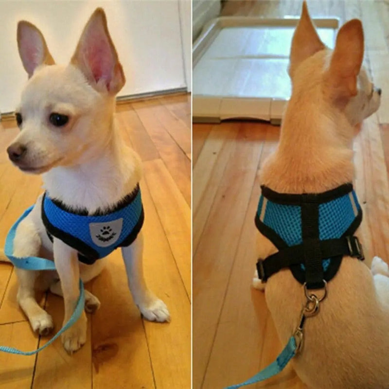 chihuahua avec harnais bleu