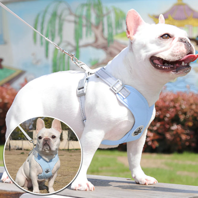 carlin avec uun harnais pour chien bleu pastel
