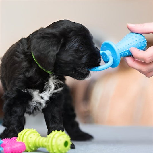 Jouet chien