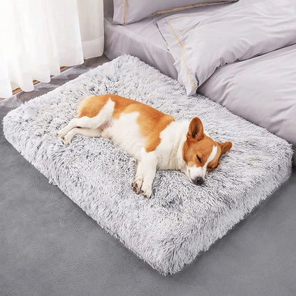 petit chien endormi sur un matelas à mémoire de forme