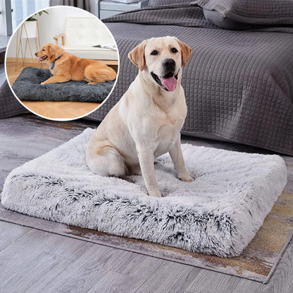 labrador sur un lit pour chien tout doux