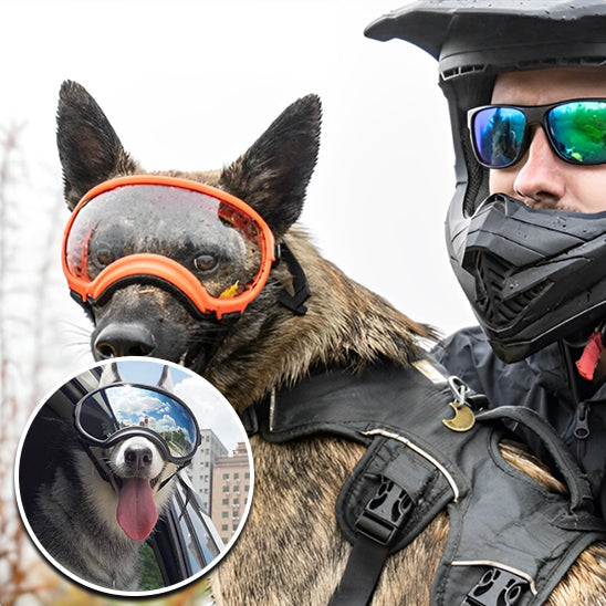 Lunette pour chien moto | PupRider™