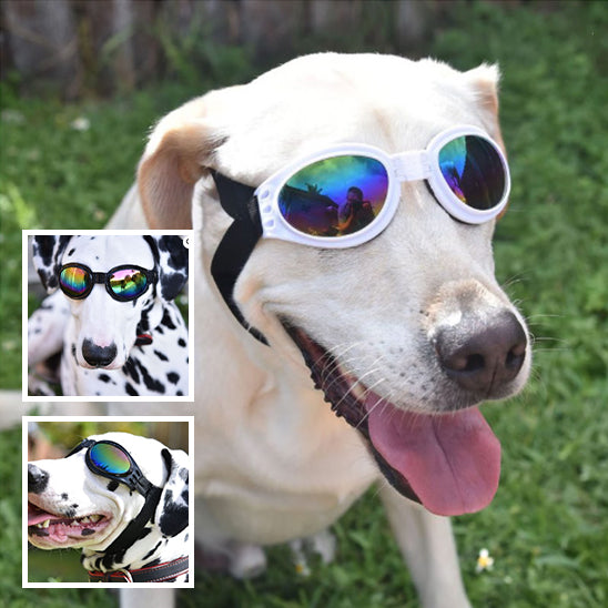 Lunette pour Chien |BarkVision™