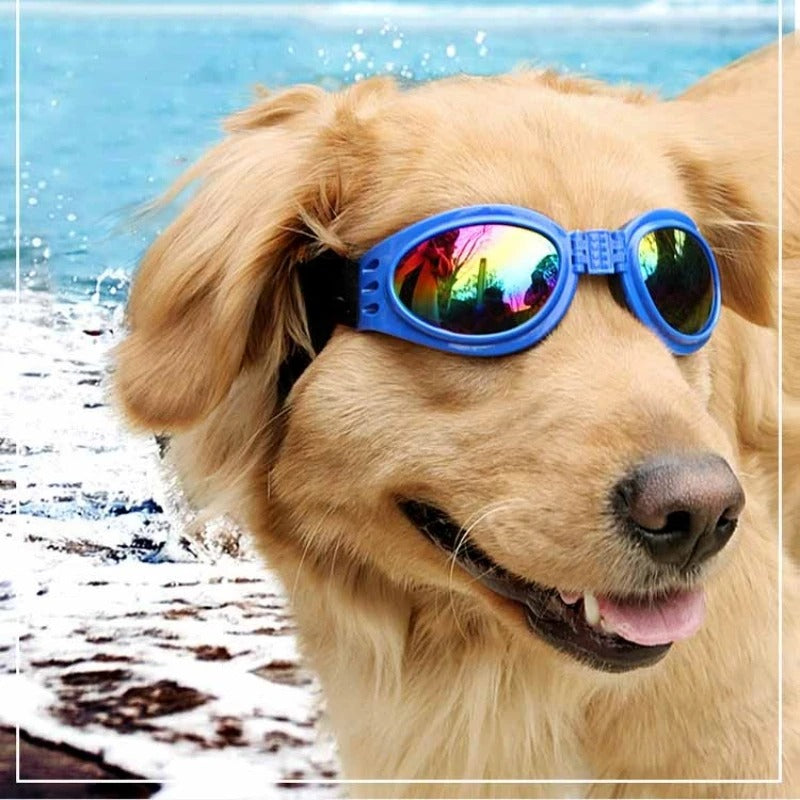 Lunette pour Chien |BarkVision™