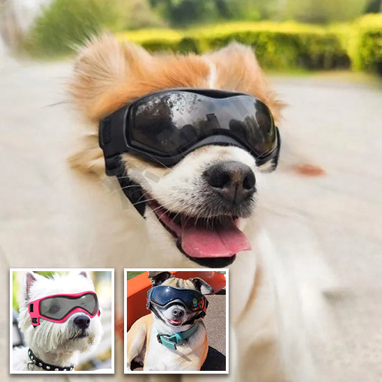 Lunette pour chien moto | PupRider™