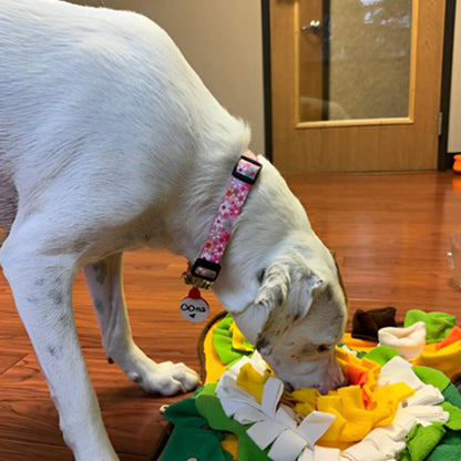 Chien utilisant un tapis de fouille pour trouver des friandises
